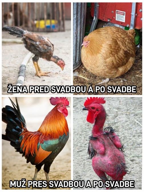 Pred a po